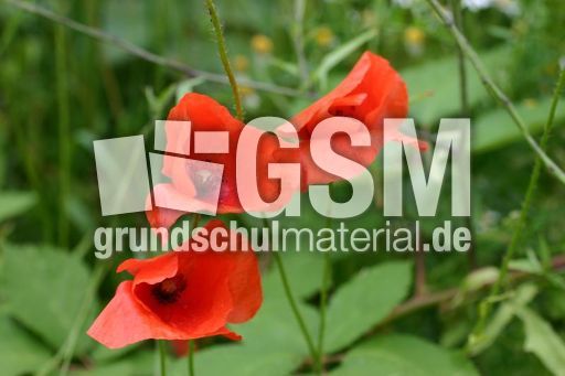 Klatschmohnblueten.jpg